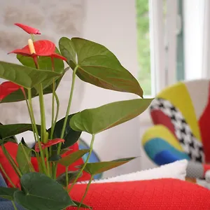  Appartement Kogo